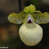 Orchideen Ausstellung in der Orangerie Elfenau 007.jpg